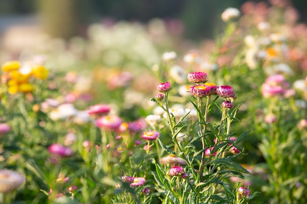 Foto gratuita bellissimo sfondo colorato fiore.