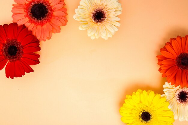 Beautiful colorful gerbera flowers