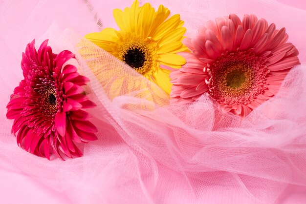 Beautiful colorful gerbera and pink veil