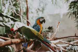 Бесплатное фото Красивые красочные попугаи ары на тонких ветвях дерева в парке