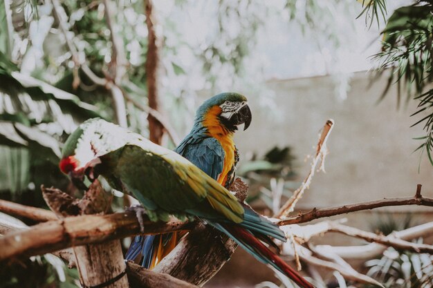 Beautiful colorful macaw parrots on thin branches of a tree in a park