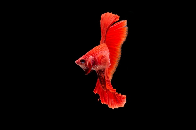 Бесплатное фото Красивая красочная сиамская рыба бетта