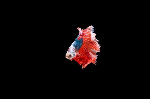 Beautiful colorful of siamese betta fish 