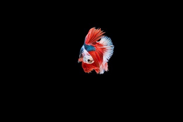 Beautiful colorful of siamese betta fish 