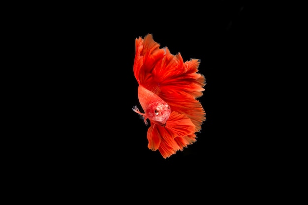 Free photo beautiful colorful of siamese betta fish