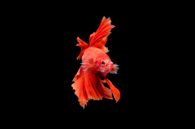 Beautiful colorful of siamese betta fish 