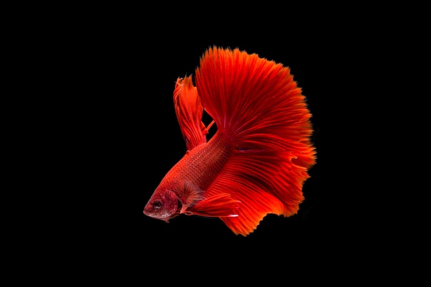 Beautiful colorful of siamese betta fish 