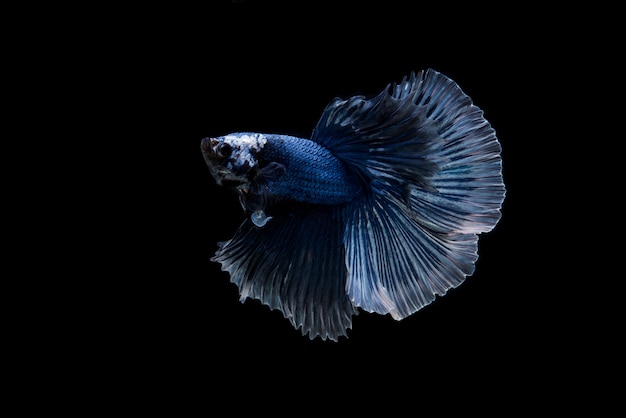 Free photo beautiful colorful of siamese betta fish