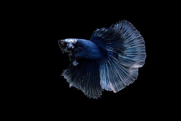 Beautiful colorful of siamese betta fish 