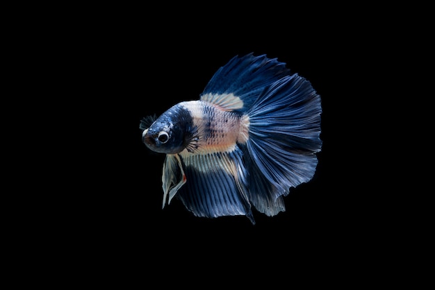 Beautiful colorful of siamese betta fish 