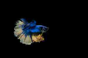 Free photo beautiful colorful of siamese betta fish