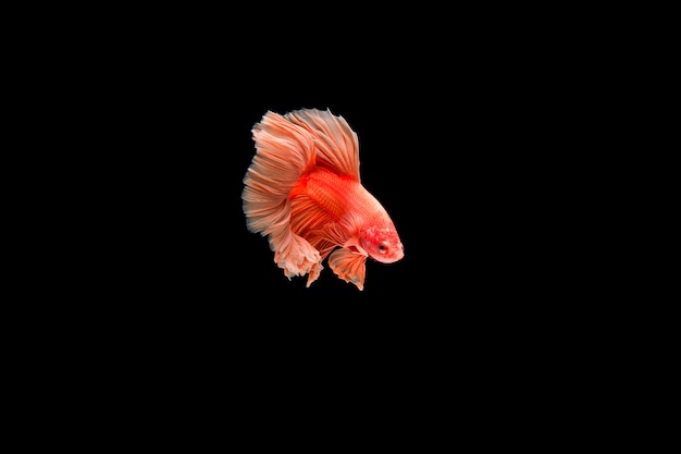 Beautiful colorful of siamese betta fish 