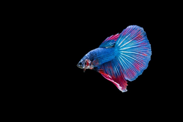 Free photo beautiful colorful of siamese betta fish