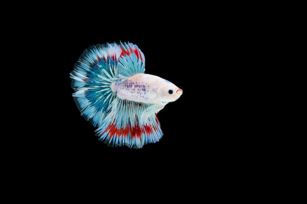 Free photo beautiful colorful of siamese betta fish