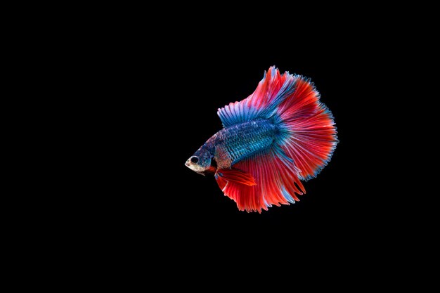 Beautiful colorful of siamese betta fish 