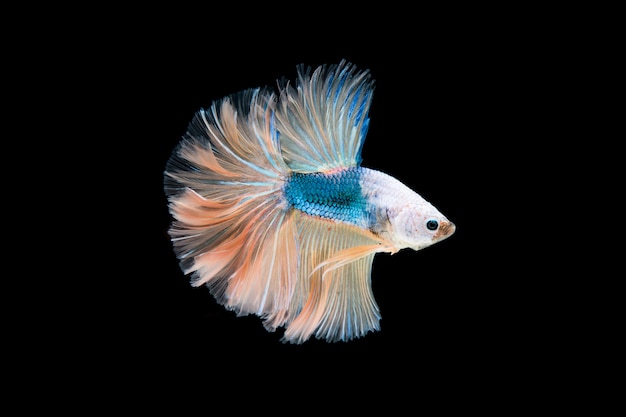 Free photo beautiful colorful of siamese betta fish