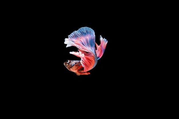 暹罗搏鱼鱼的自由美丽的彩色照片