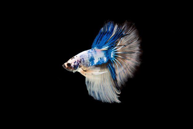 Beautiful colorful of siamese betta fish 