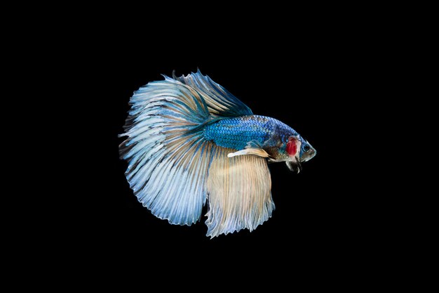 Beautiful colorful of siamese betta fish 