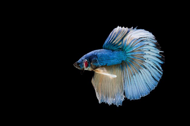 Beautiful colorful of siamese betta fish 