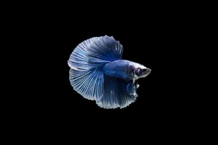 Free Photo beautiful colorful of siamese betta fish 