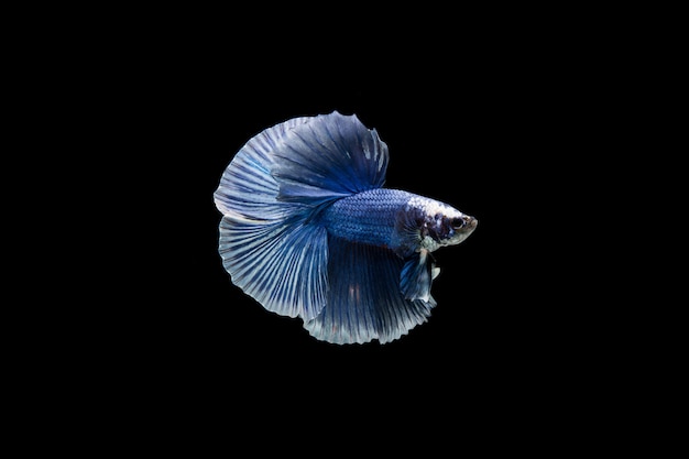 Beautiful colorful of siamese betta fish 