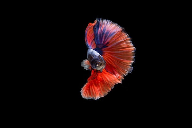 Free photo beautiful colorful of siamese betta fish