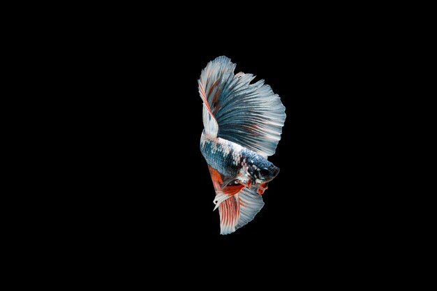 Beautiful colorful of siamese betta fish 