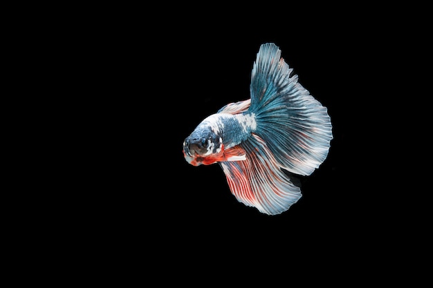 Beautiful colorful of siamese betta fish 