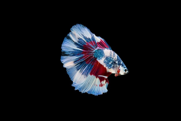 Free photo beautiful colorful of siamese betta fish