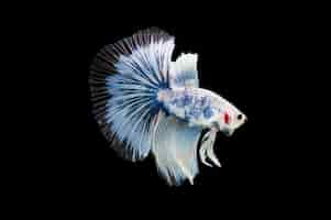 Free photo beautiful colorful of siamese betta fish