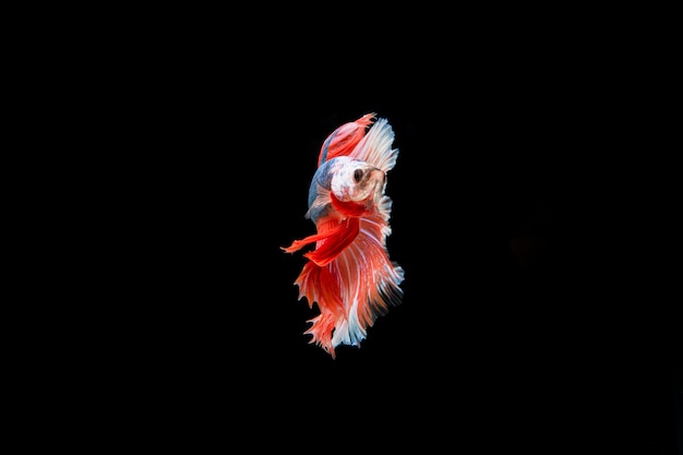 暹罗搏鱼鱼的自由美丽的彩色照片