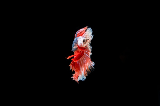 Free photo beautiful colorful of siamese betta fish