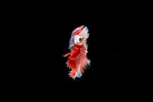 Free photo beautiful colorful of siamese betta fish