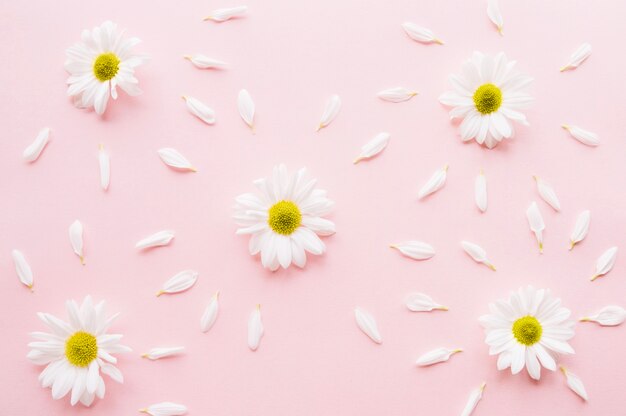Beautiful composition of daisies surrounded by petals