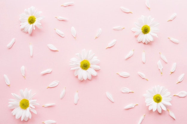 Beautiful composition of daisies surrounded by petals