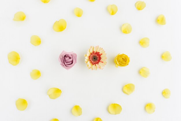 Beautiful composition with petals and flowers