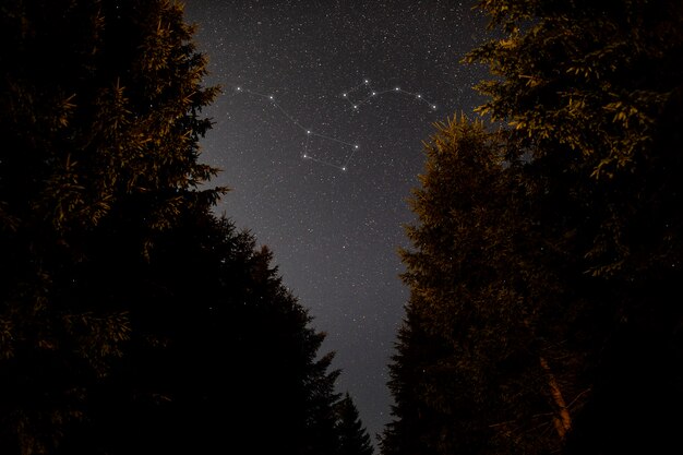 Beautiful constellations and tall trees