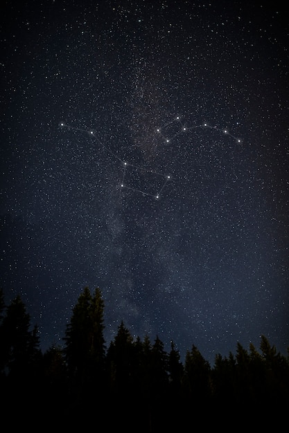 Beautiful constellations with tall trees