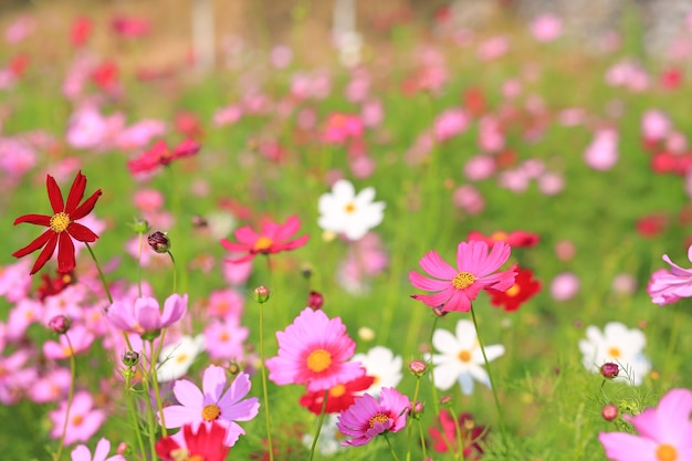 無料の写真 コスモスの花