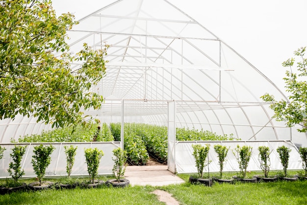 Beautiful countryside greenhouse and trees