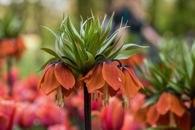 Beautiful crown imperial flower