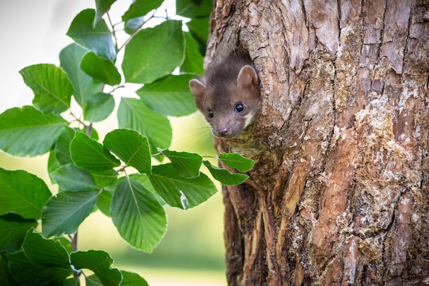 Beautiful cute beech marten forest animal Martes foina Stone marten detail portrait Small predator with the tree trunk near forest