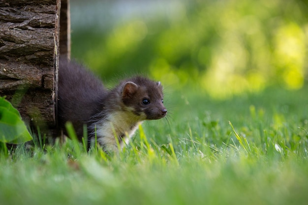 Beautiful cute beech marten forest animal Martes foina Stone marten detail portrait Small predator with the tree trunk near forest