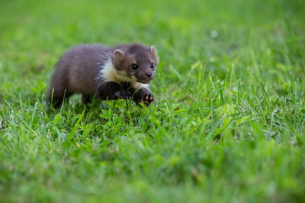 美しいかわいいムナジロテンの森の動物マルテスフォイナ石テンの詳細の肖像画森の近くの木の幹を持つ小さな捕食者