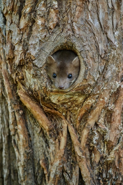 Free photo beautiful cute beech marten