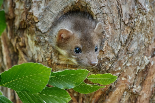 Free photo beautiful cute beech marten