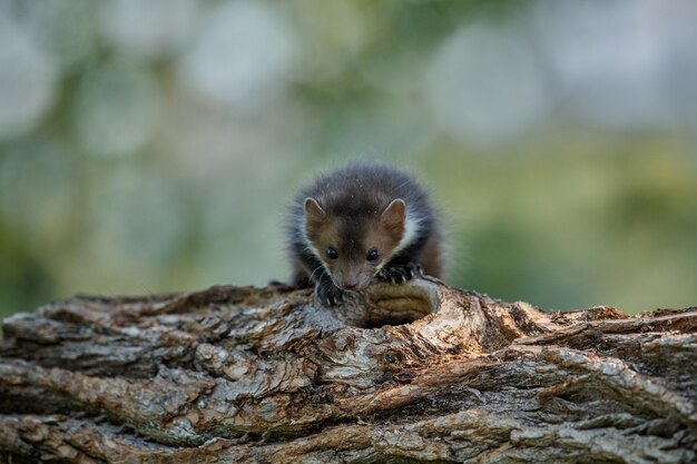 Beautiful cute beech marten 