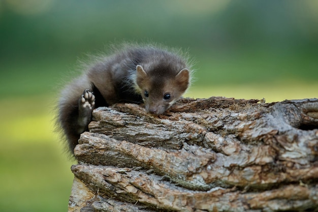 Free photo beautiful cute beech marten