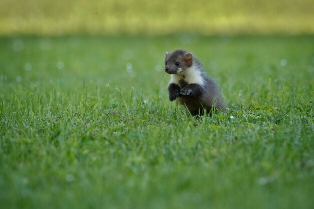 Beautiful cute beech marten 